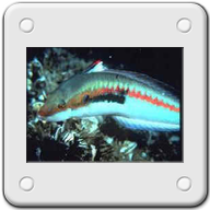 Una Donzella di Ustica